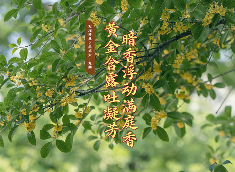 发现桂林之美第六十九期