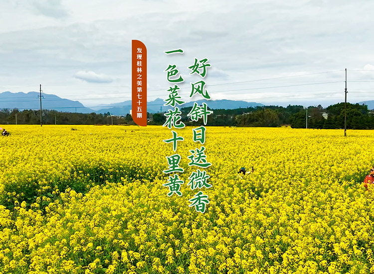 发现桂林之美第七十五期