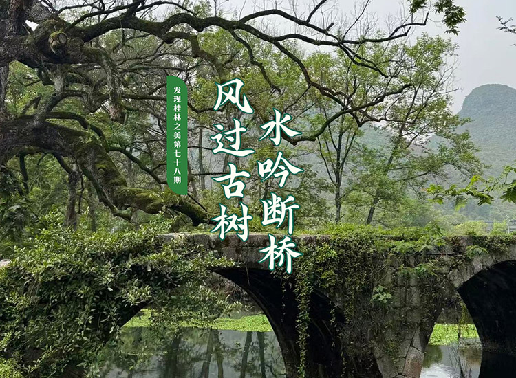 发现桂林之美第七十八期